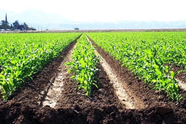 قیمت فروش خاک و کود فله